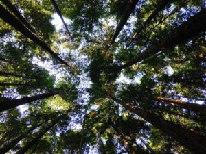 Tree canopy in Indianapolis, IN